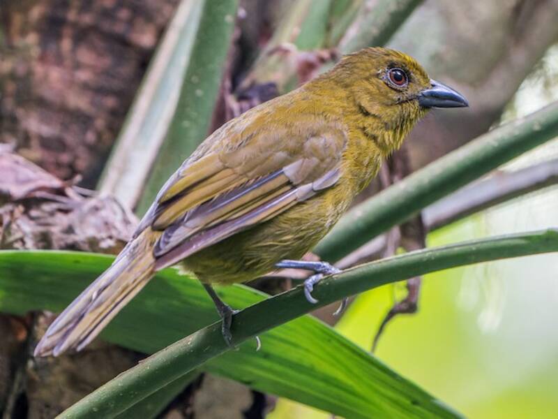 Carmiol's Tanager