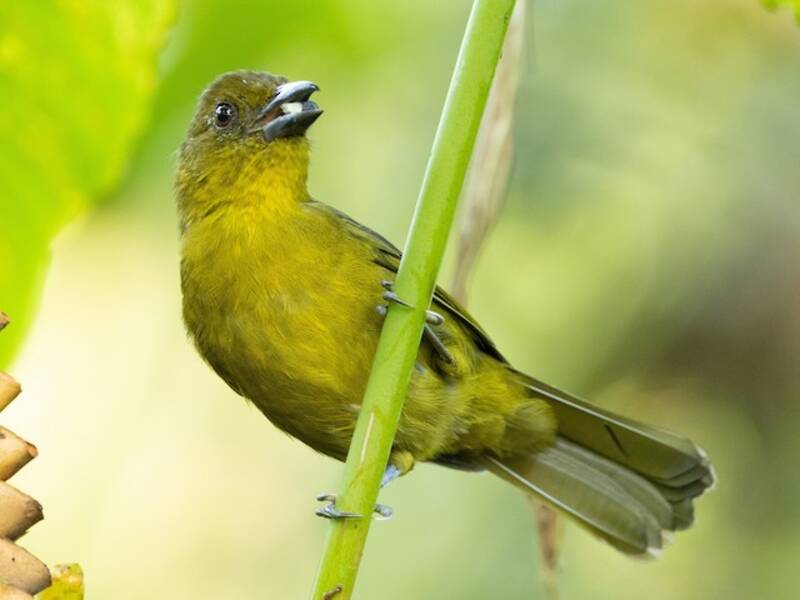 Carmiol's Tanager, Photos 2