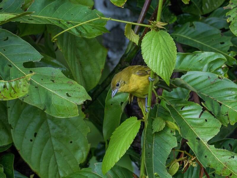 Carmiol's Tanager, Photos 3