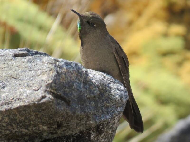 Acantiza olivacea, Foto 4