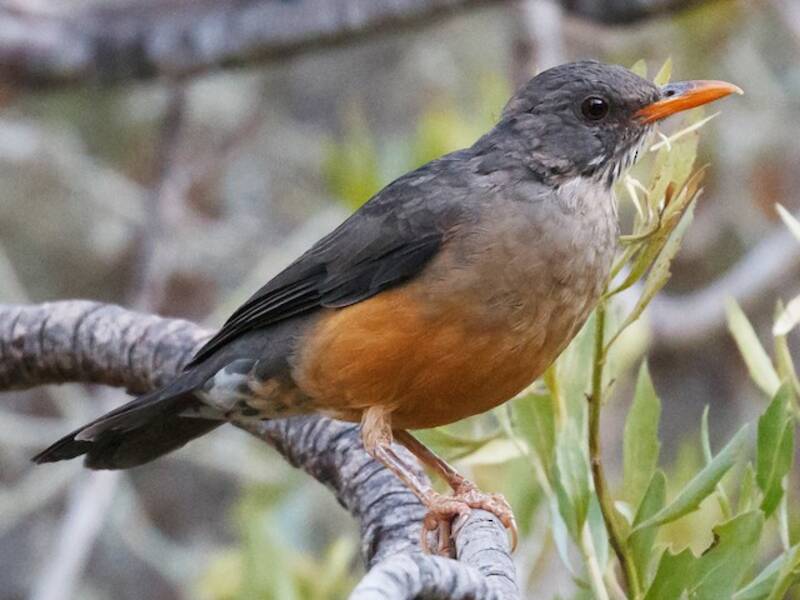 Olive Thrush, 照片 3