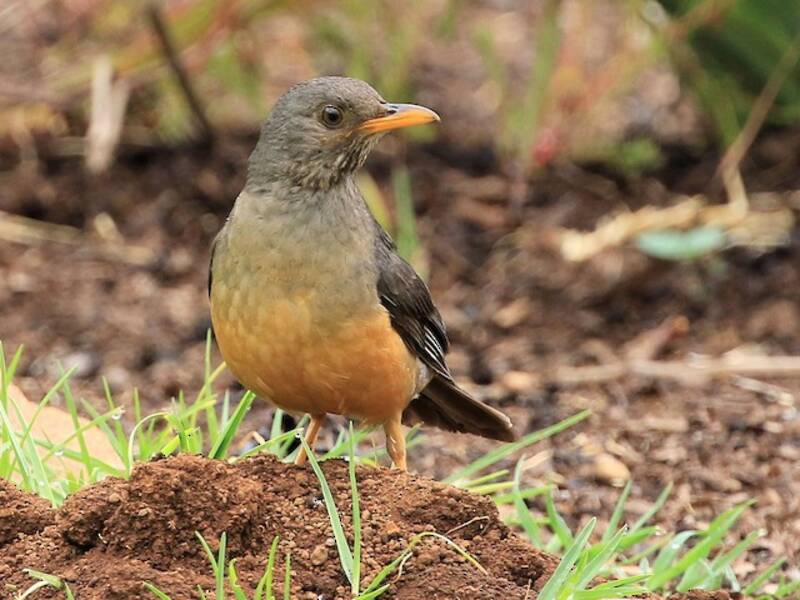 Olive Thrush, 照片 2