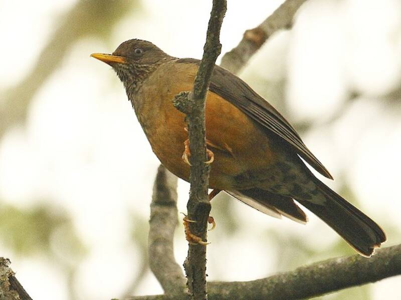 Olive Thrush, 照片 4