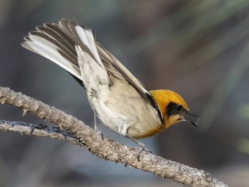 Olive Warbler, Photos 2