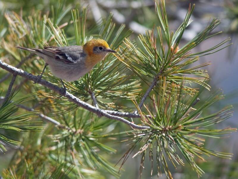 Olive Warbler (Peucedramus taeniatus)