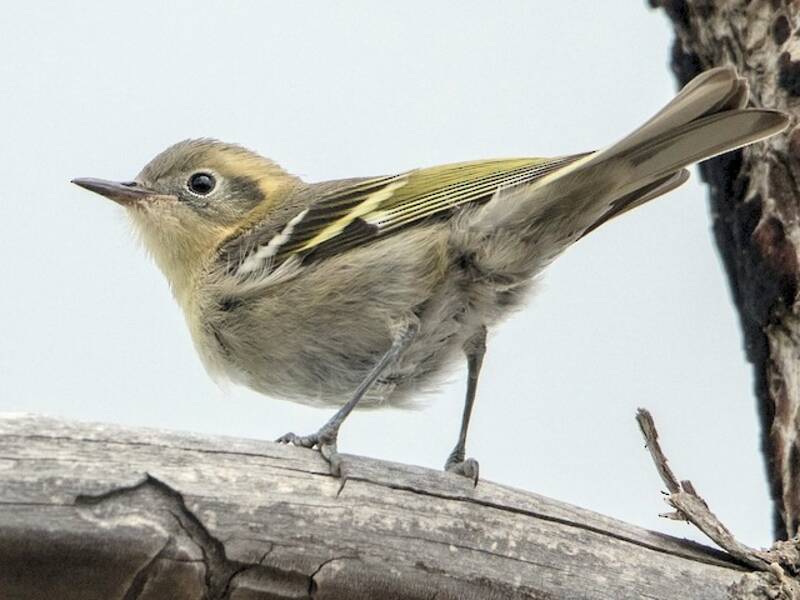 Olive Warbler, Photos 3