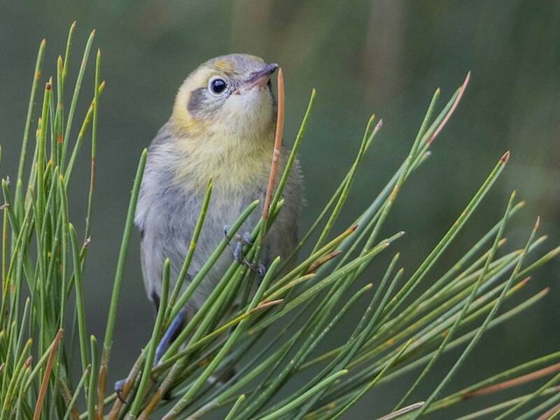 Olive Warbler, Photos 4