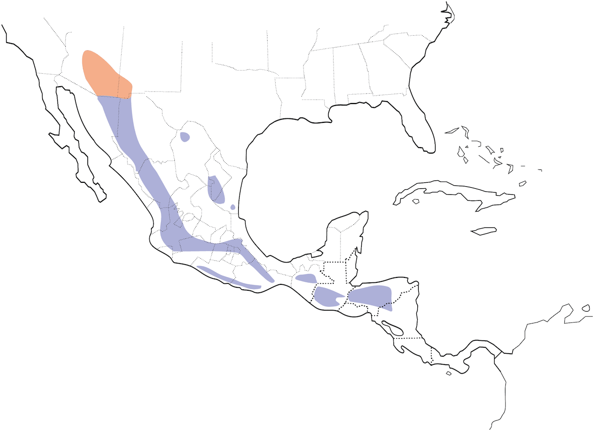 Olive Warbler, Distribution 1
