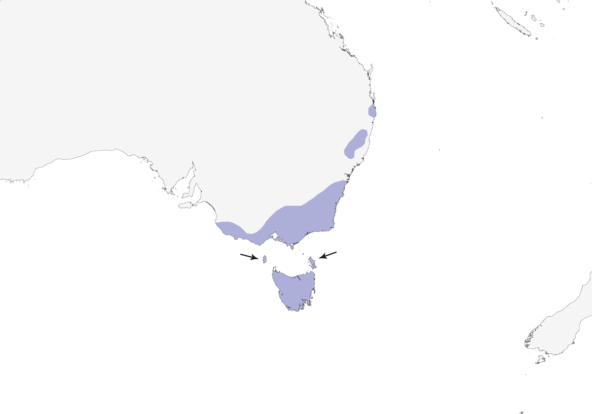 Fischiatore olivaceo, Distribuzione 1