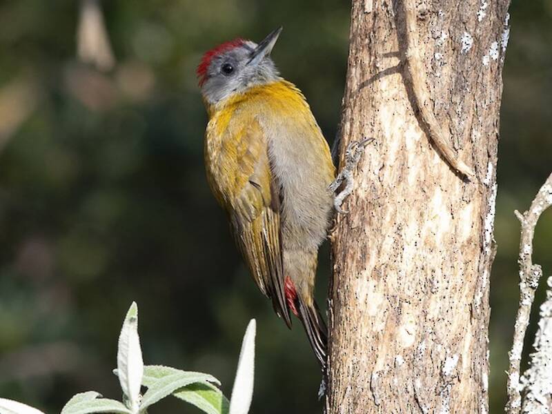 Picchio olivaceo