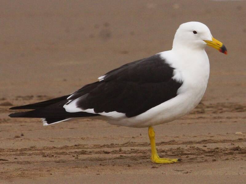 Gaviota de Olrog, Fotos 2