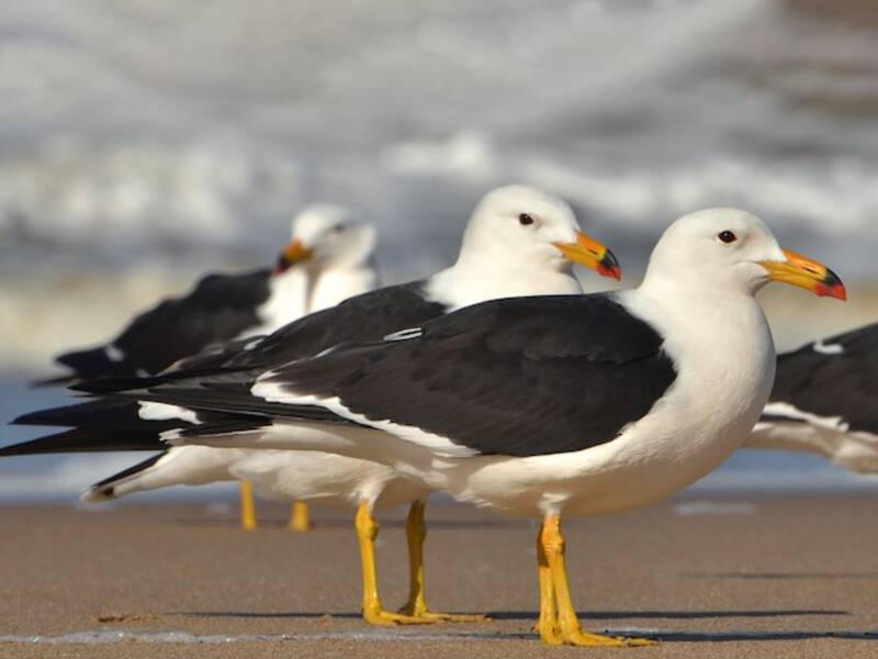 Gaviota de Olrog, Fotos 3