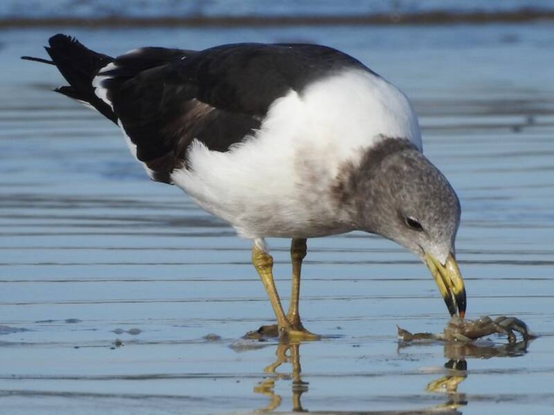 Gaviota de Olrog, Fotos 4