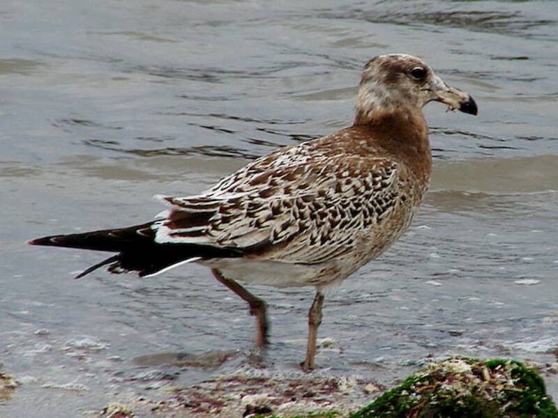 Gaviota de Olrog