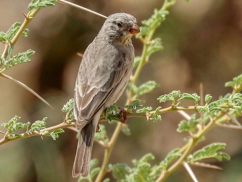 Arabian Serin, 照片 3