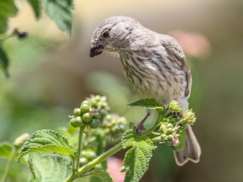 Arabian Serin, 照片 2