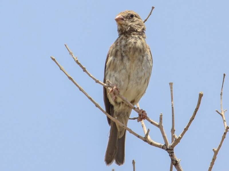 Arabian Serin, 照片 4