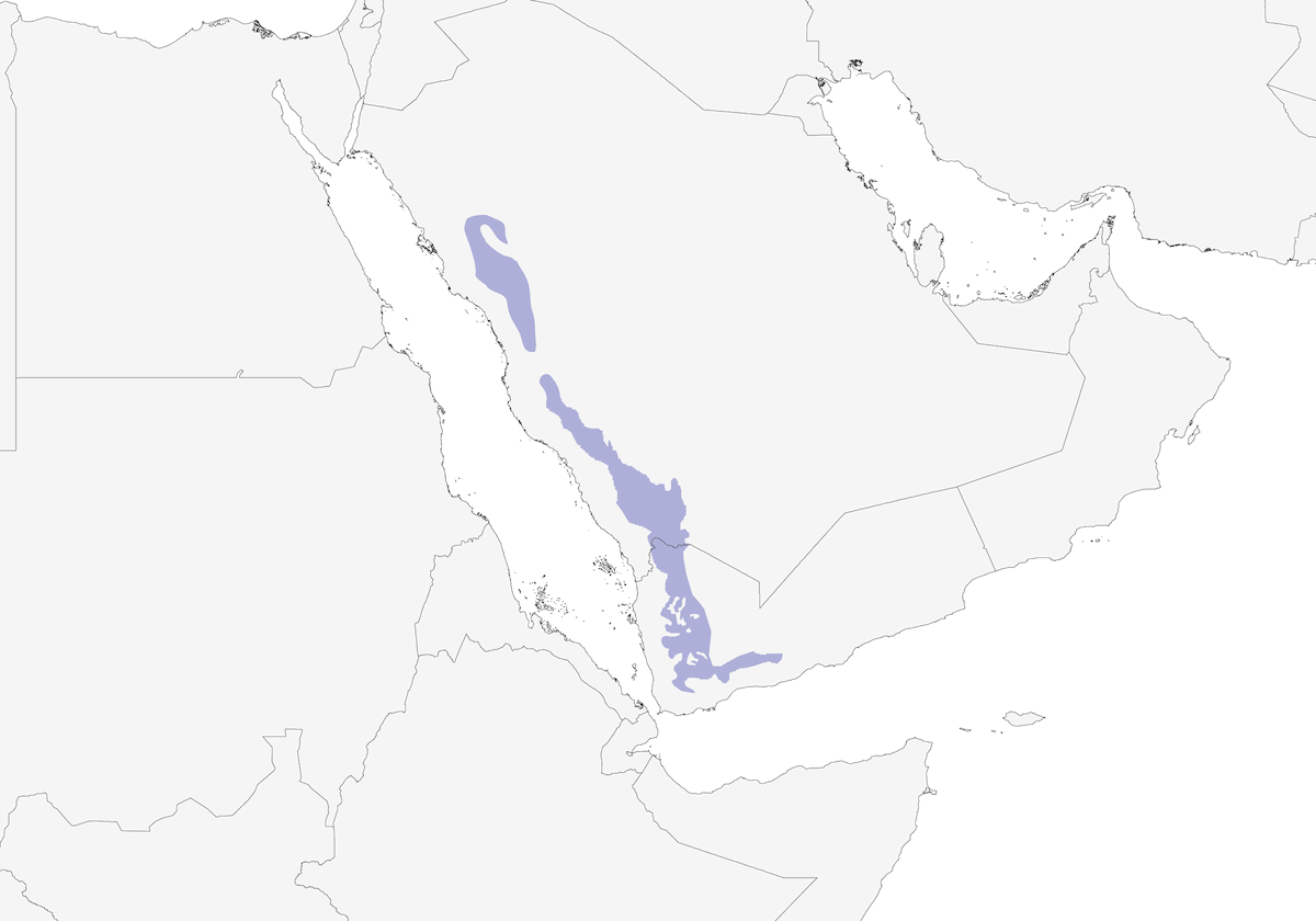 Arabian Serin, 分布 1