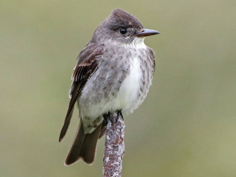 Olive-sided Flycatcher, Photos 3