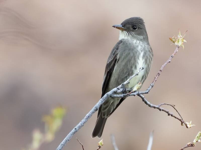 Olive-sided Flycatcher, Photos 4
