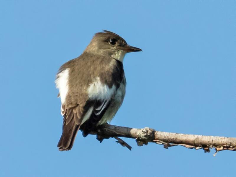 Olive-sided Flycatcher, Photos 2