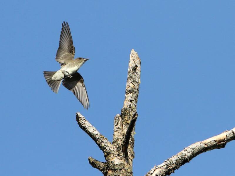 Olive-sided Flycatcher (Contopus cooperi)
