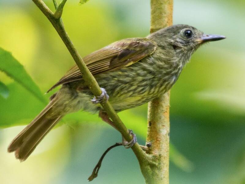 Olive-striped Flycatcher, Photos 3