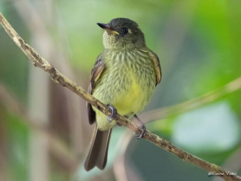 Olive-striped Flycatcher, Photos 2