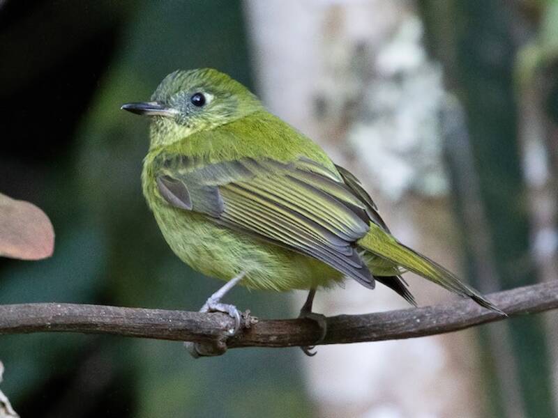 Olive-striped Flycatcher