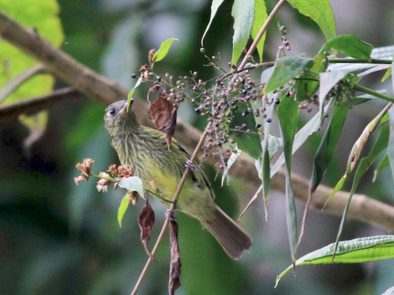 Olive-striped Flycatcher, Photos 4