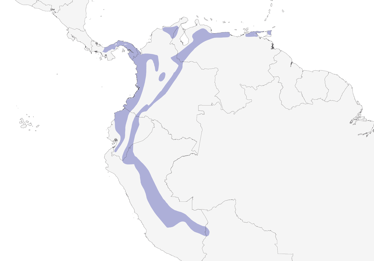 Olive-striped Flycatcher, Distribution 1