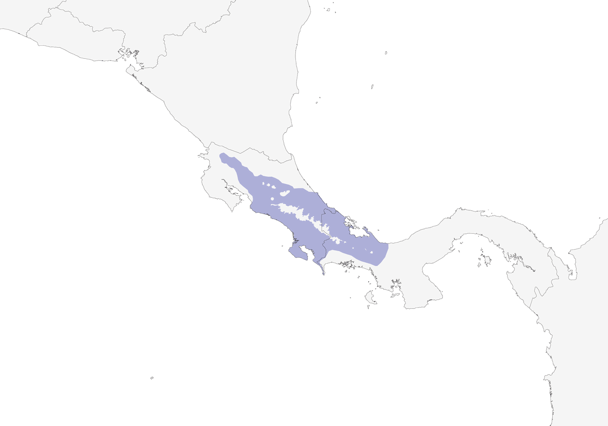 Pigliamosche striato olivastro, Distribuzione 1