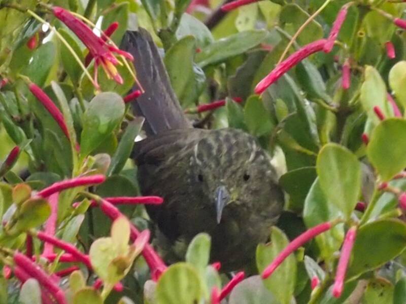 Yellow-streaked Honeyeater