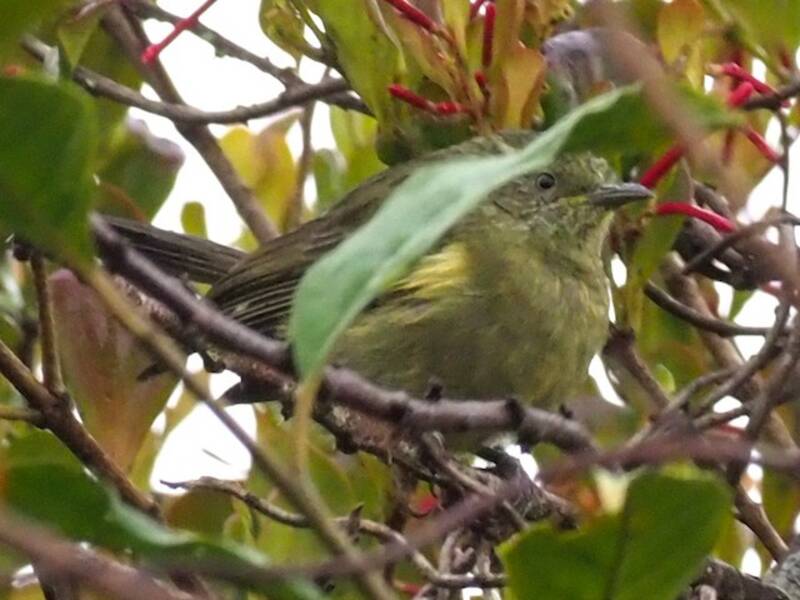 Yellow-streaked Honeyeater, Photos 2
