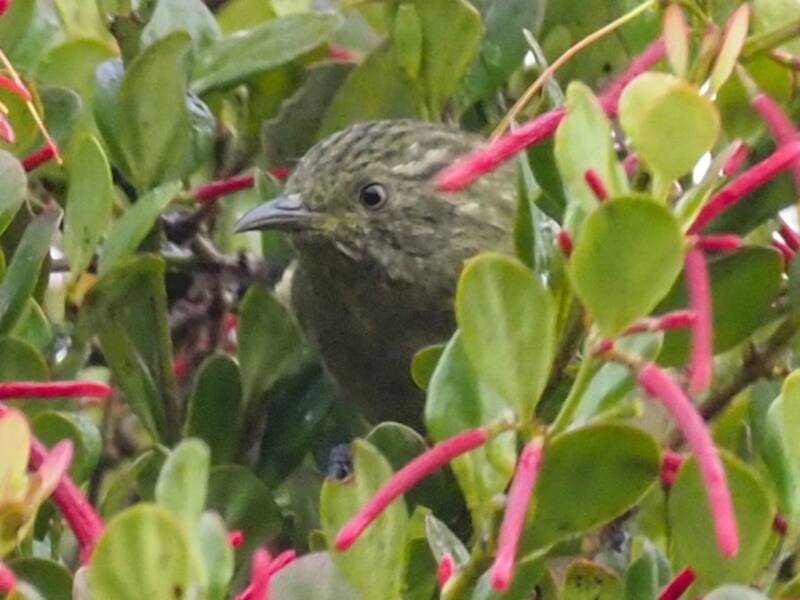 Yellow-streaked Honeyeater, Photos 3