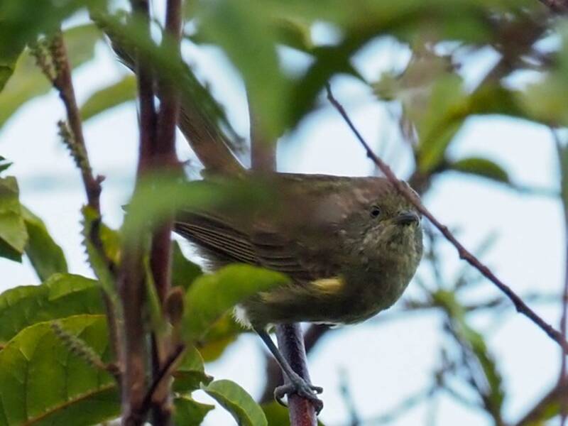Yellow-streaked Honeyeater, Photos 4