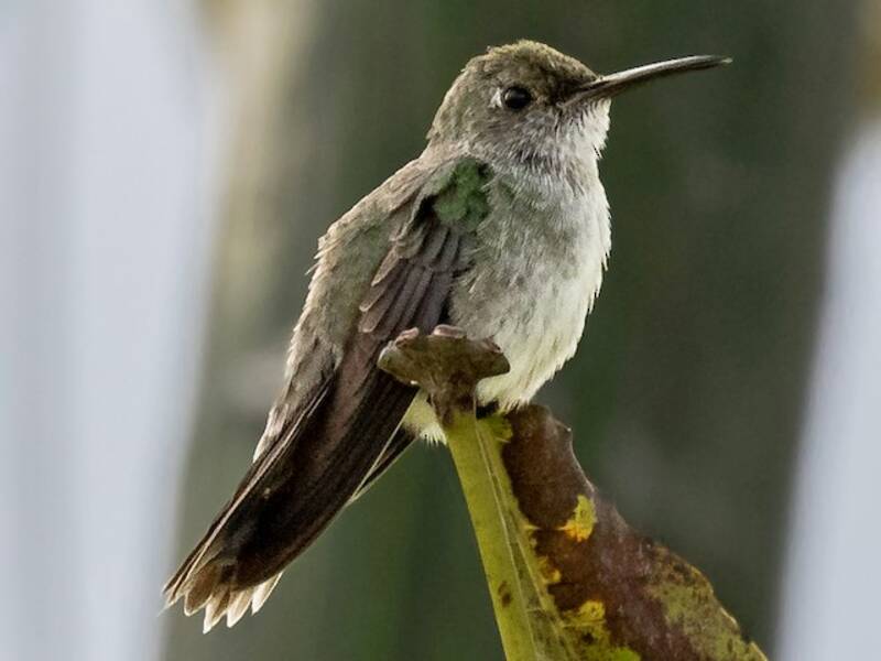 Colibri moucheté