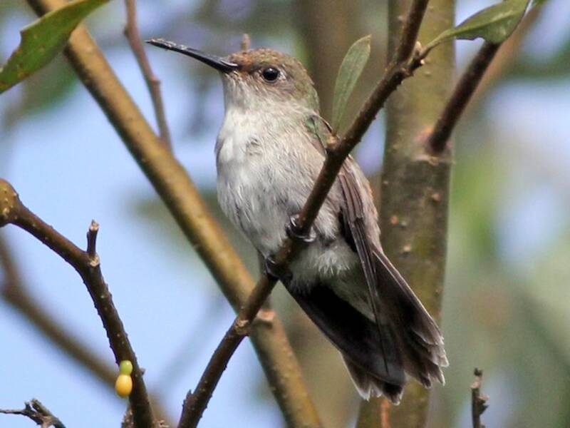 Colibrì macchiettato olivastro, Foto 3