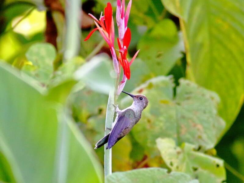Colibrì macchiettato olivastro, Foto 2