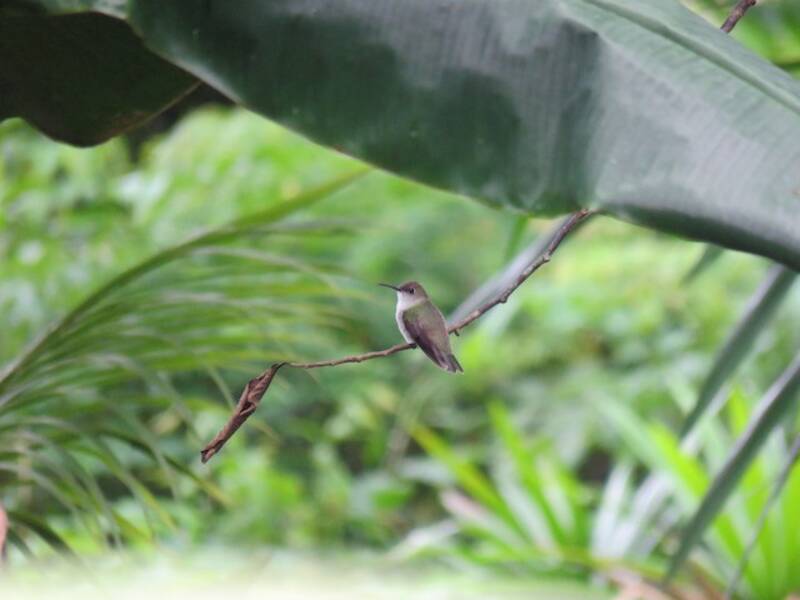 Colibrì macchiettato olivastro, Foto 4