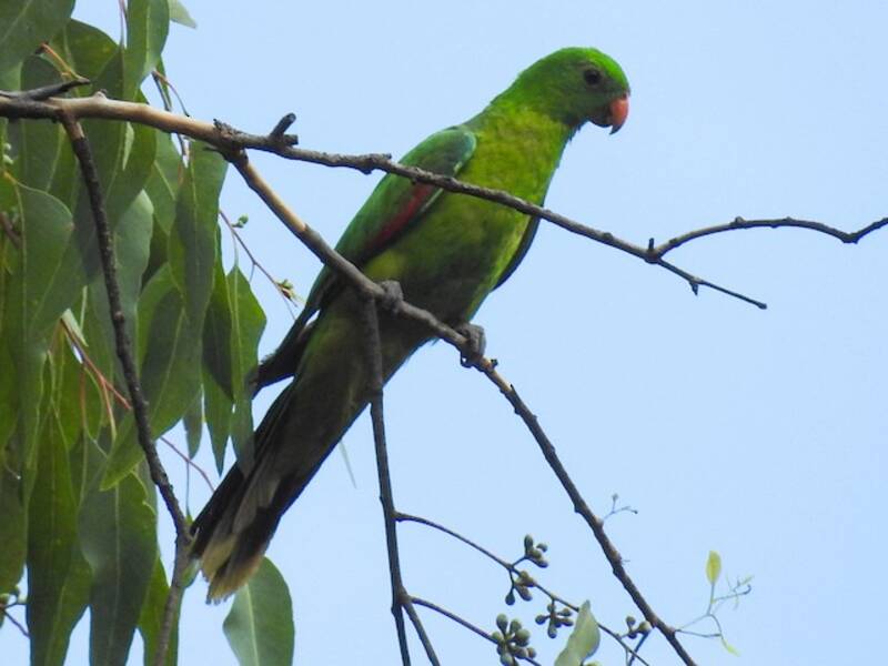 Olive-shouldered Parrot