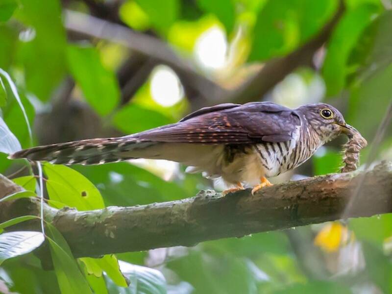 Olive Long-tailed Cuckoo