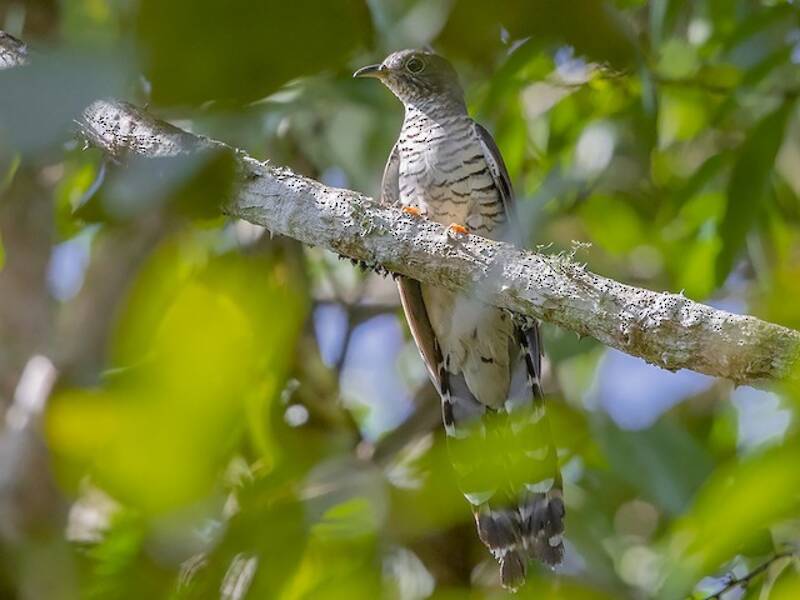 Olive Long-tailed Cuckoo, Photos 2