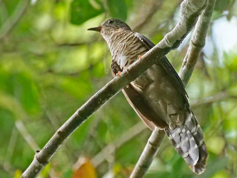 Olive Long-tailed Cuckoo, Photos 3