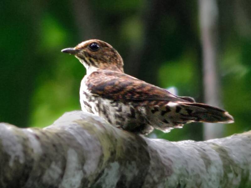 Olive Long-tailed Cuckoo, Photos 4
