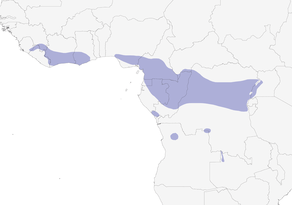 Olive Long-tailed Cuckoo, Distribution 1