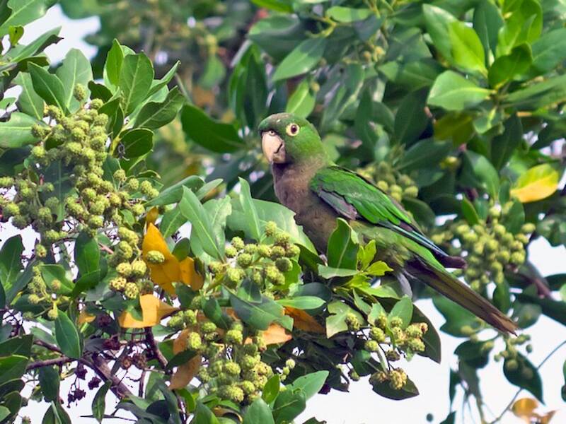Perico de garganta oliva