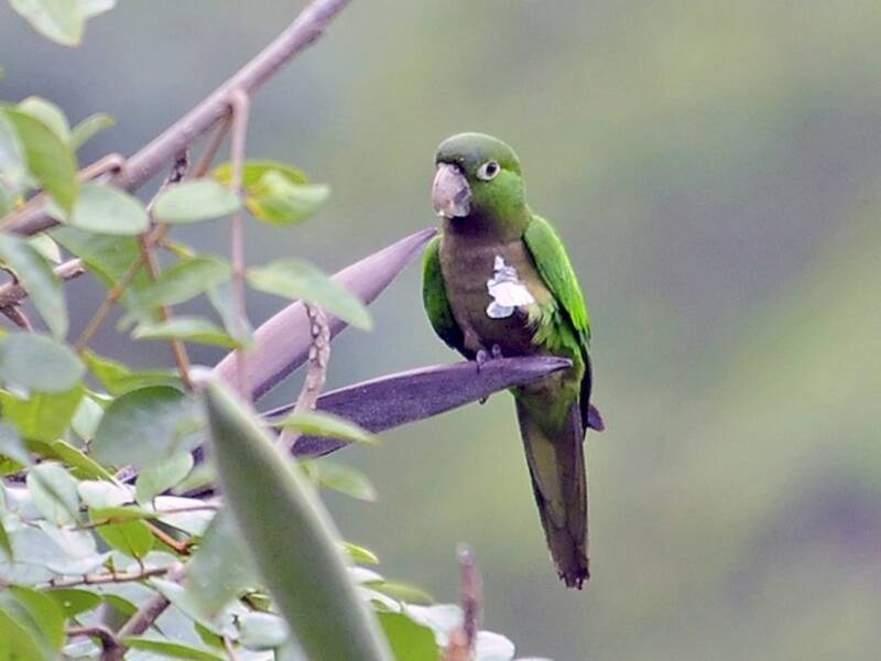 Perico de garganta oliva, Fotos 2