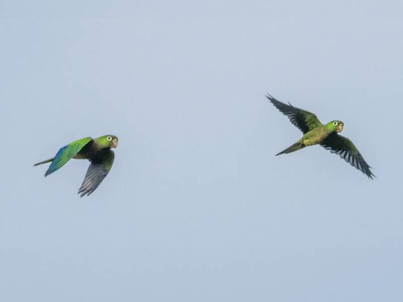 Perico de garganta oliva, Fotos 4