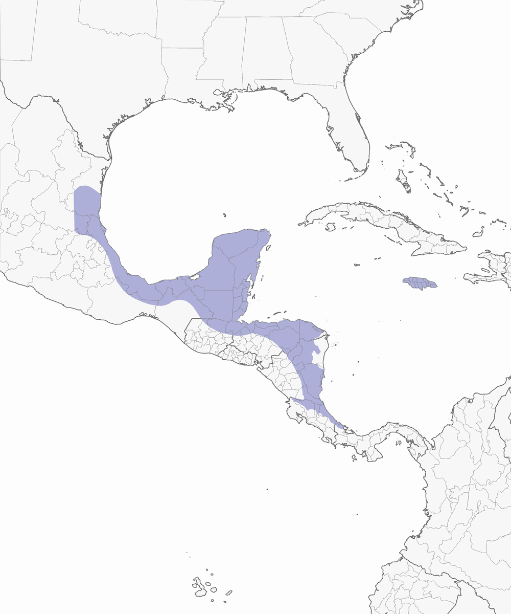 Perico de garganta oliva, Distribución 1